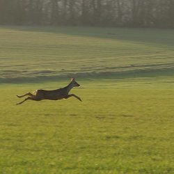 Un chevreuil bondissant vers le bois voisin