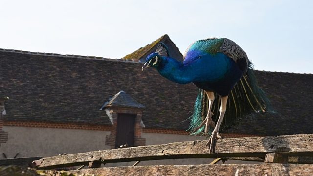 Le ferme du Château de Saint-Fargeau Un paon à la ferme du château de Saint-Fargeau dans l'Yonne