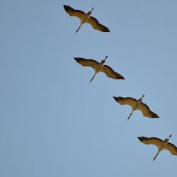 Grues cendrées en migration grues cendrées en migration