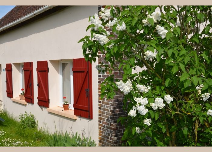 Un lilas blanc près du gîte Un lilas blanc près du gîte situé à Fontenouilles Charny Orée de Puisaye dans l'Yonne