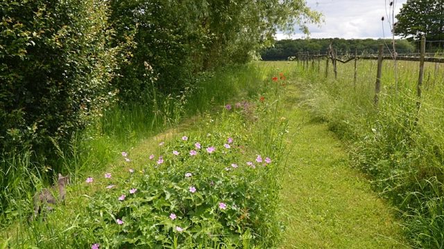 Chemin menant dans la campagne jardin chemin fleurs