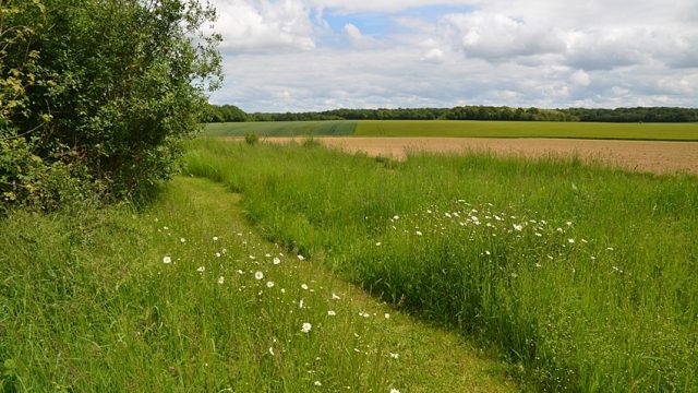 Chemin dans les herbes et les fleurs sauvages chemin herbe et fleurs sauvages